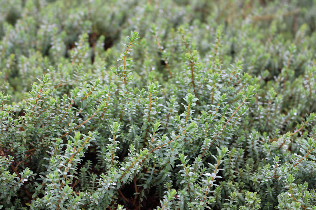 Pimelea prostrata (6).jpg